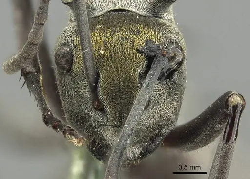 Polyrhachis trapezoidea - CASENT0915622