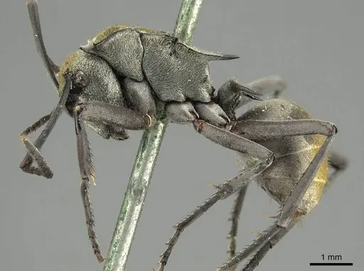 Polyrhachis trapezoidea - CASENT0915622