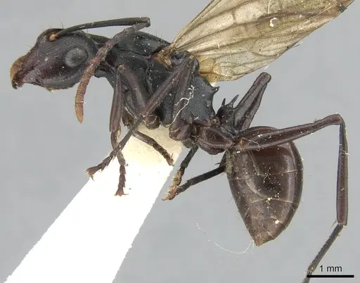 Polyrhachis triaena specimen