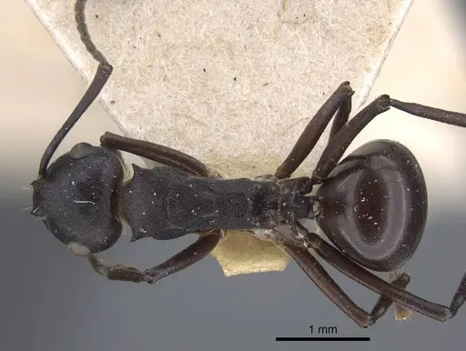 Polyrhachis tricuspis specimen