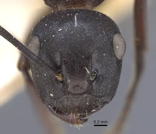 Polyrhachis tricuspis specimen
