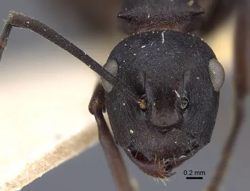 Polyrhachis tricuspis specimen