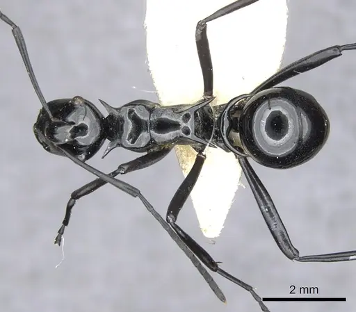 Polyrhachis trina specimen