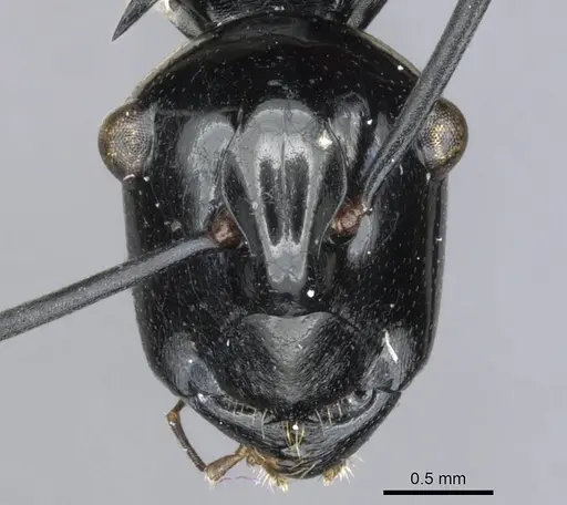 Polyrhachis trina specimen