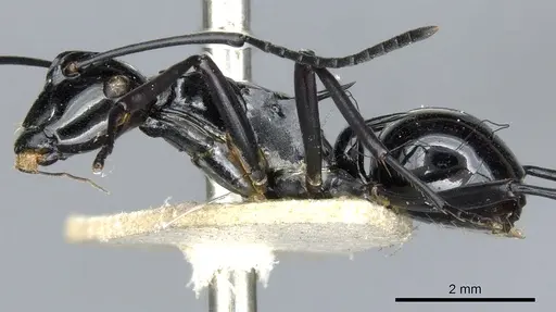 Polyrhachis trina specimen