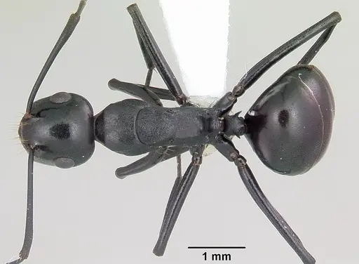Polyrhachis trispinosa specimen