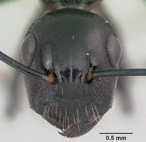 Polyrhachis trispinosa specimen