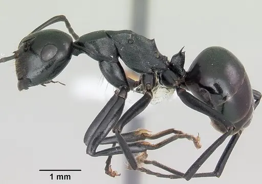Polyrhachis trispinosa specimen