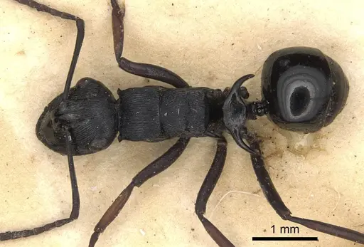 Polyrhachis trophima specimen