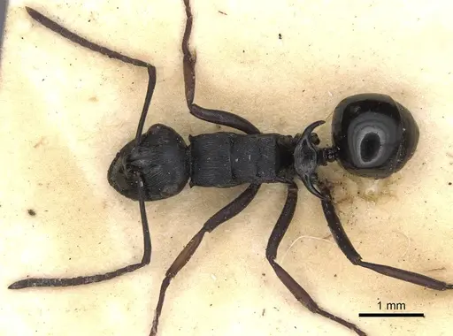 Polyrhachis trophima specimen
