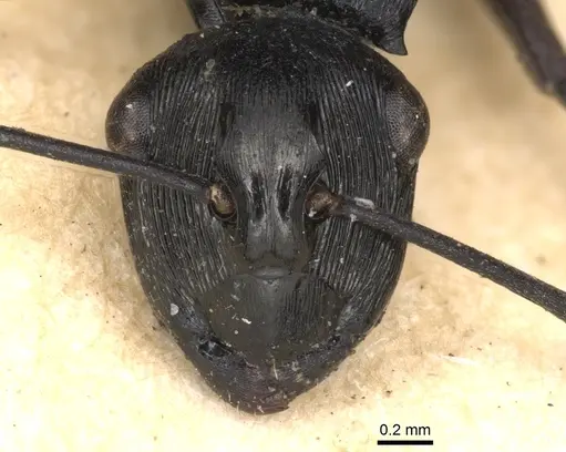 Polyrhachis trophima specimen