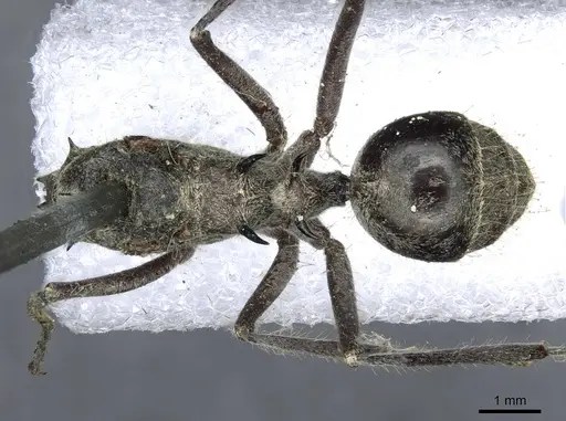 Polyrhachis tschu specimen