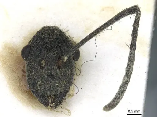 Polyrhachis tschu specimen