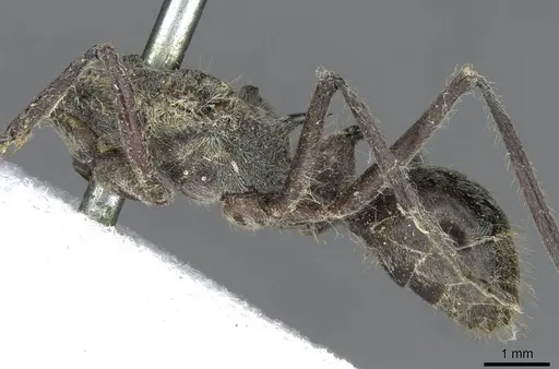 Polyrhachis tschu specimen