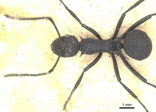 Polyrhachis tubericeps specimen