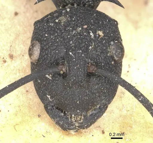 Polyrhachis tubericeps specimen
