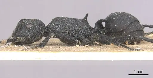 Polyrhachis tubericeps specimen