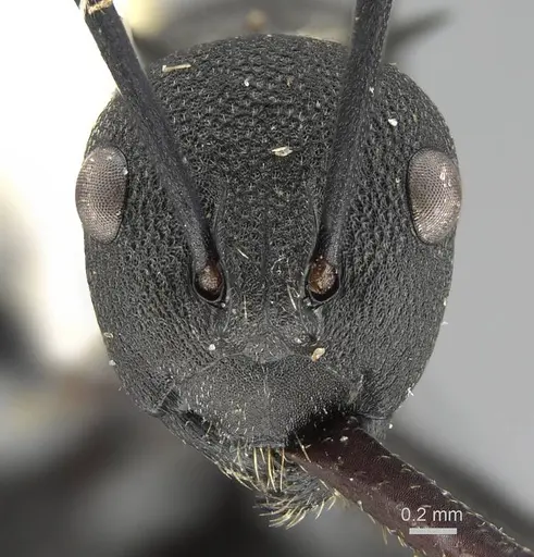 Polyrhachis tubericeps - CASENT0919917