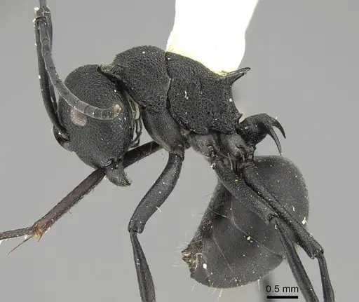 Polyrhachis tubericeps - CASENT0919917