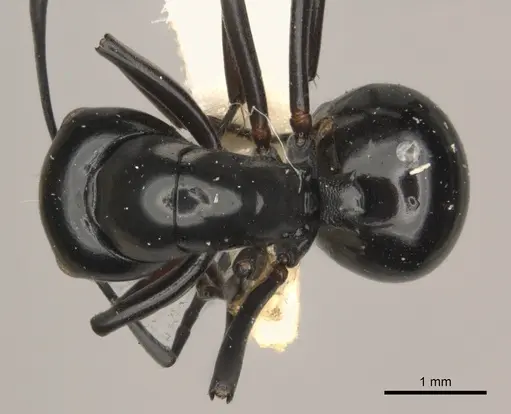 Polyrhachis tuberosa specimen
