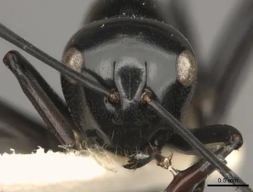 Polyrhachis tuberosa specimen