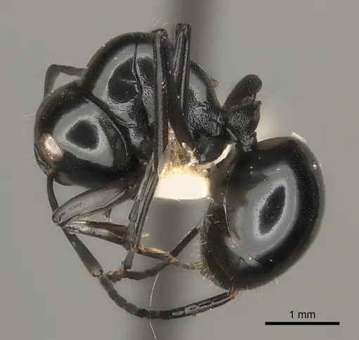 Polyrhachis tuberosa specimen
