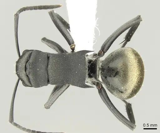 Polyrhachis tubifera specimen
