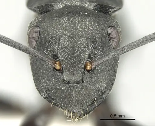 Polyrhachis tubifera specimen