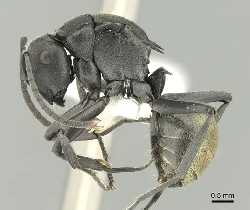 Polyrhachis tubifera specimen