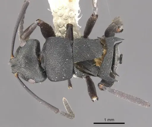 Polyrhachis tubifera - CASENT0910814