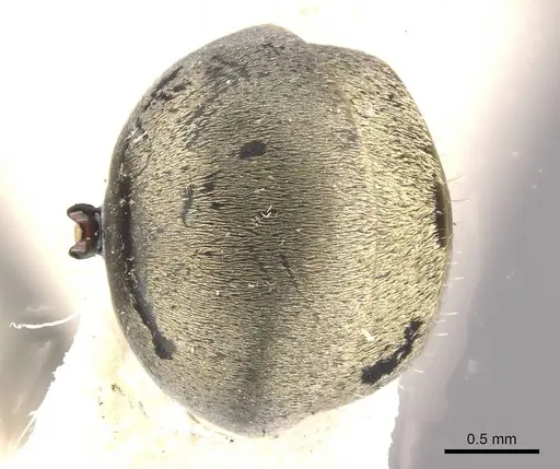 Polyrhachis tubifera - CASENT0910814