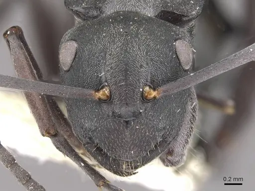 Polyrhachis tubifera - CASENT0910814