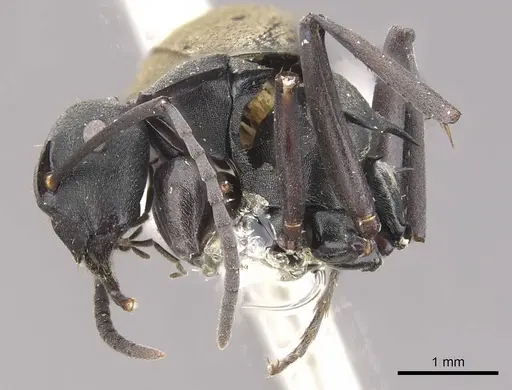 Polyrhachis tubifera - CASENT0910814