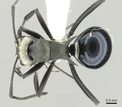 Polyrhachis turneri specimen