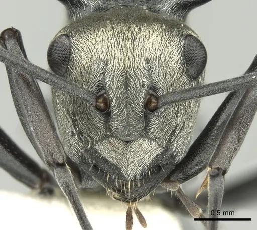 Polyrhachis turneri specimen