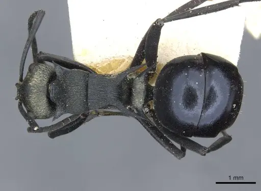 Polyrhachis turneri - CASENT0910852