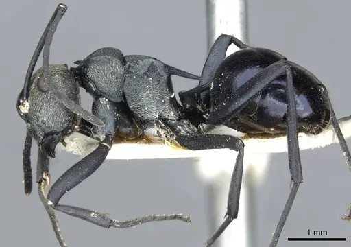 Polyrhachis turneri - CASENT0910852