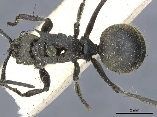 Polyrhachis tyrannica specimen