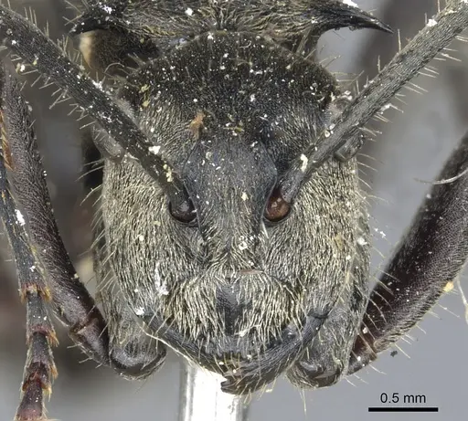 Polyrhachis tyrannica specimen