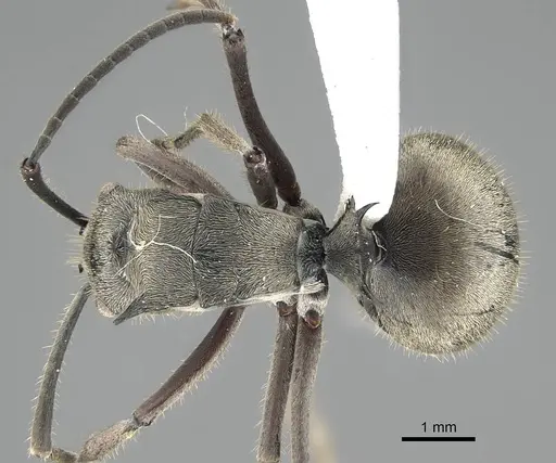 Polyrhachis tyrannica - CASENT0919916