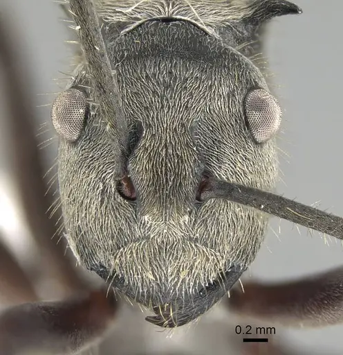 Polyrhachis tyrannica - CASENT0919916