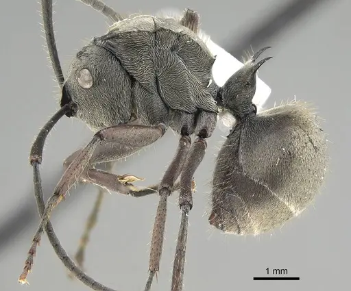 Polyrhachis tyrannica - CASENT0919916