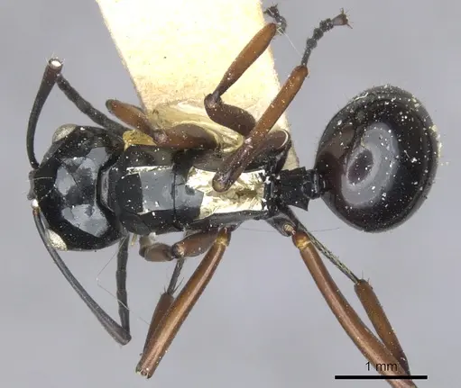 Polyrhachis ugiensis specimen