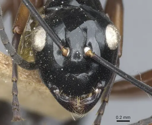 Polyrhachis ugiensis specimen