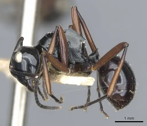 Polyrhachis ugiensis specimen