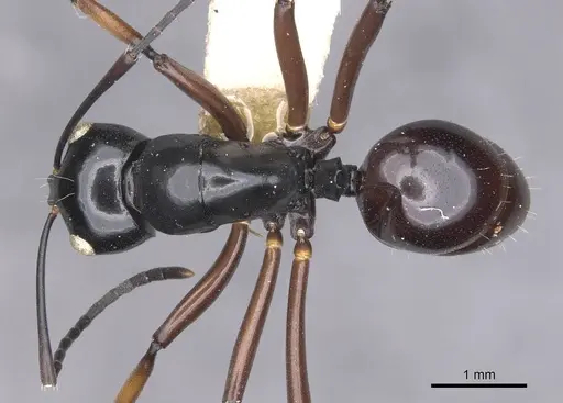 Polyrhachis ugiensis - CASENT0905543