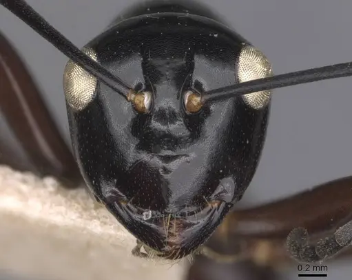 Polyrhachis ugiensis - CASENT0905543