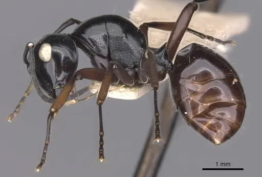 Polyrhachis ugiensis - CASENT0905543