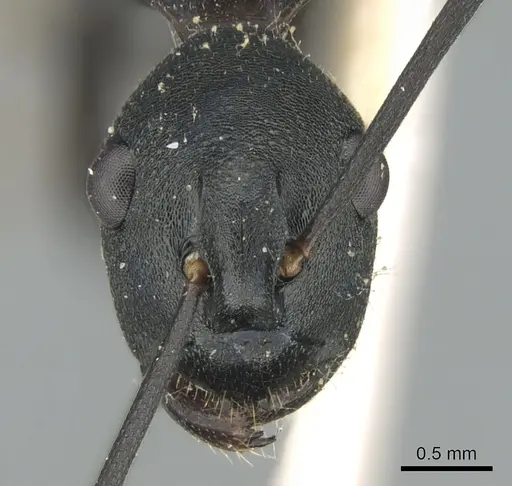 Polyrhachis ulysses specimen