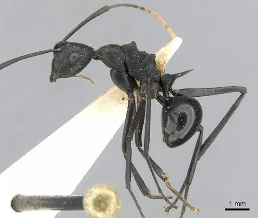 Polyrhachis ulysses specimen
